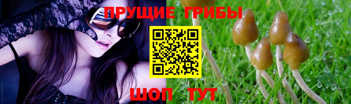 наркота  Галлюциногенные грибы Psilocybine cubensis  Вход с VPN  Сокол 